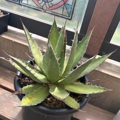 アガベ　ホリダ　うっすら斑入り　18cmポットの画像