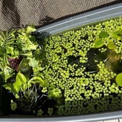 観葉植物 テーブルヤシ　1株の画像