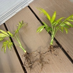 観葉植物 テーブルヤシ　1株の画像