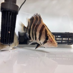 ダトニオプラスワン15cm程度の画像
