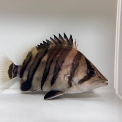 ダトニオプラスワン15cm程度の画像