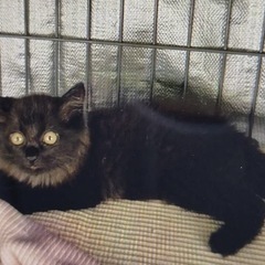 2ヶ月くらいの黒猫長毛の可愛い子猫