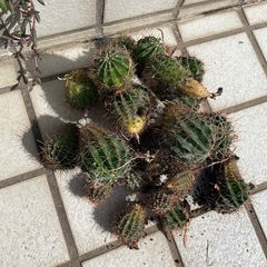 植物サボテン　大、小20個くらいの画像