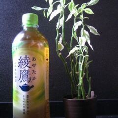 観葉植物　多肉植物　ペティランサス　（大銀竜ダイギンリュウ）　の画像