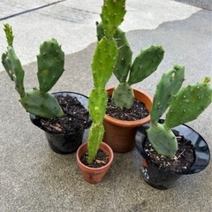 ④
🌵今だけ1鉢50円直ぐに引き取りに来られる方のみ❣️早い者勝ち❣️サボテン の画像
