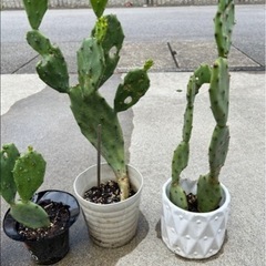 ④
🌵今だけ1鉢50円直ぐに引き取りに来られる方のみ❣️早い者勝ち❣️サボテン の画像