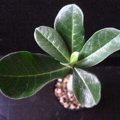 観葉植物　塊根植物　アデニウム　オベスム　実生の画像