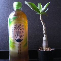 観葉植物　塊根植物　アデニウム　オベスム　実生の画像