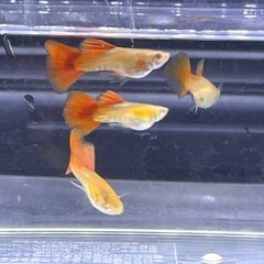 国産グッピー3ペア幼魚！の画像