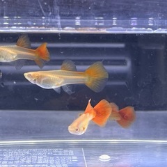 国産グッピー3ペア幼魚！の画像