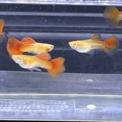国産グッピー3ペア幼魚！の画像