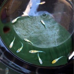 輝きの💐yurisisメダカ.幼魚若魚１０匹の画像