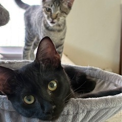 おとなしめで穏やかで優しい黒猫くん