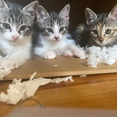 7月生まれのかわいい子猫3姉妹です。
