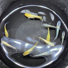 (配送可能)高級メダカミックス7匹の画像