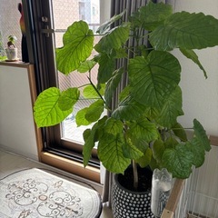 ウンヴェラータの画像