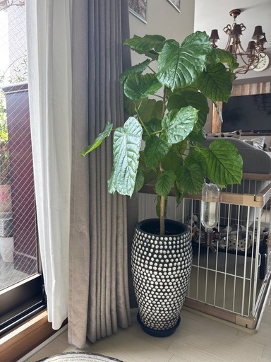 ウンヴェラータ