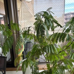 エバーフレッシュの画像
