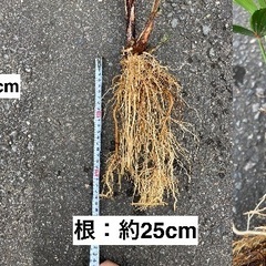 もらってください！！　観音竹の子株　２株　9/20株分　　飯山・中野の画像