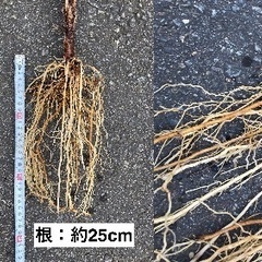 もらってください！！　観音竹の子株　２株　9/20株分　　飯山・中野の画像