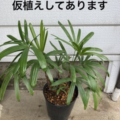 もらってください！！　観音竹の子株　２株　9/20株分　　飯山・中野の画像