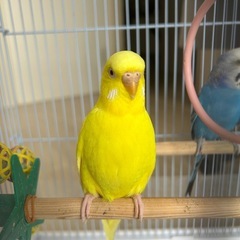 セキセイインコ　♂♀