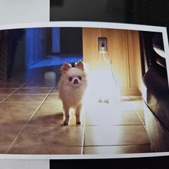 EPSON EP-806A ジャンク品の画像
