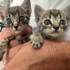 ０才2ヶ月未満の子猫ちゃん