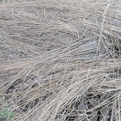 稲藁　無料で差し上げますの画像