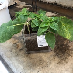 アナベルの挿し木の画像