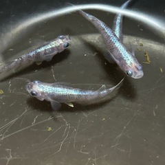 白虎めだか　5匹の画像