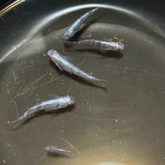 白虎めだか　5匹の画像