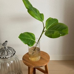 ⑤観葉植物　フィカス アルテシーマ　の画像