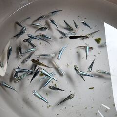 メダカ【ボブ】の画像