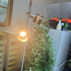 NITORI ニトリ スタンド照明 3連 LEDの画像