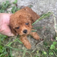 トイプードル　二ヶ月