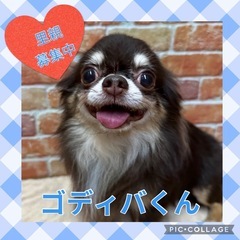 引退犬の里親募集★チワワのゴディバくん★