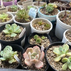カゴいっぱいの多肉植物の画像
