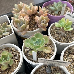 カゴいっぱいの多肉植物の画像
