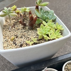 カゴいっぱいの多肉植物の画像