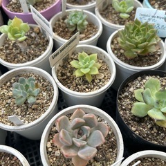 カゴいっぱいの多肉植物の画像