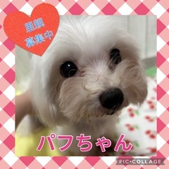 引退犬の里親募集★マルチーズのパフちゃん★