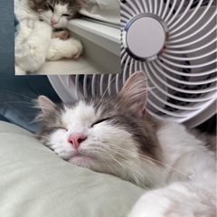 ノルウェージャンフォレストキャット男の子 