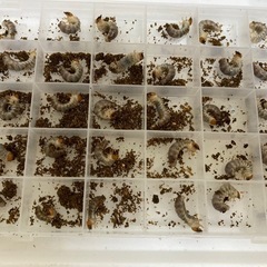 ネパレンシス(ネパールコクワガタ)幼虫5頭セットの画像