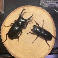 ネパレンシス(ネパールコクワガタ)幼虫5頭セットの画像