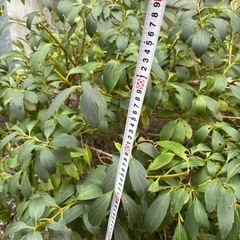 植木　の画像