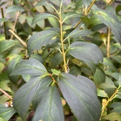 植木　の画像
