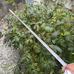 植木　の画像