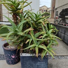 アロエ鉢込み植物の画像