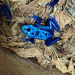 【購入決まりました】カエルの画像